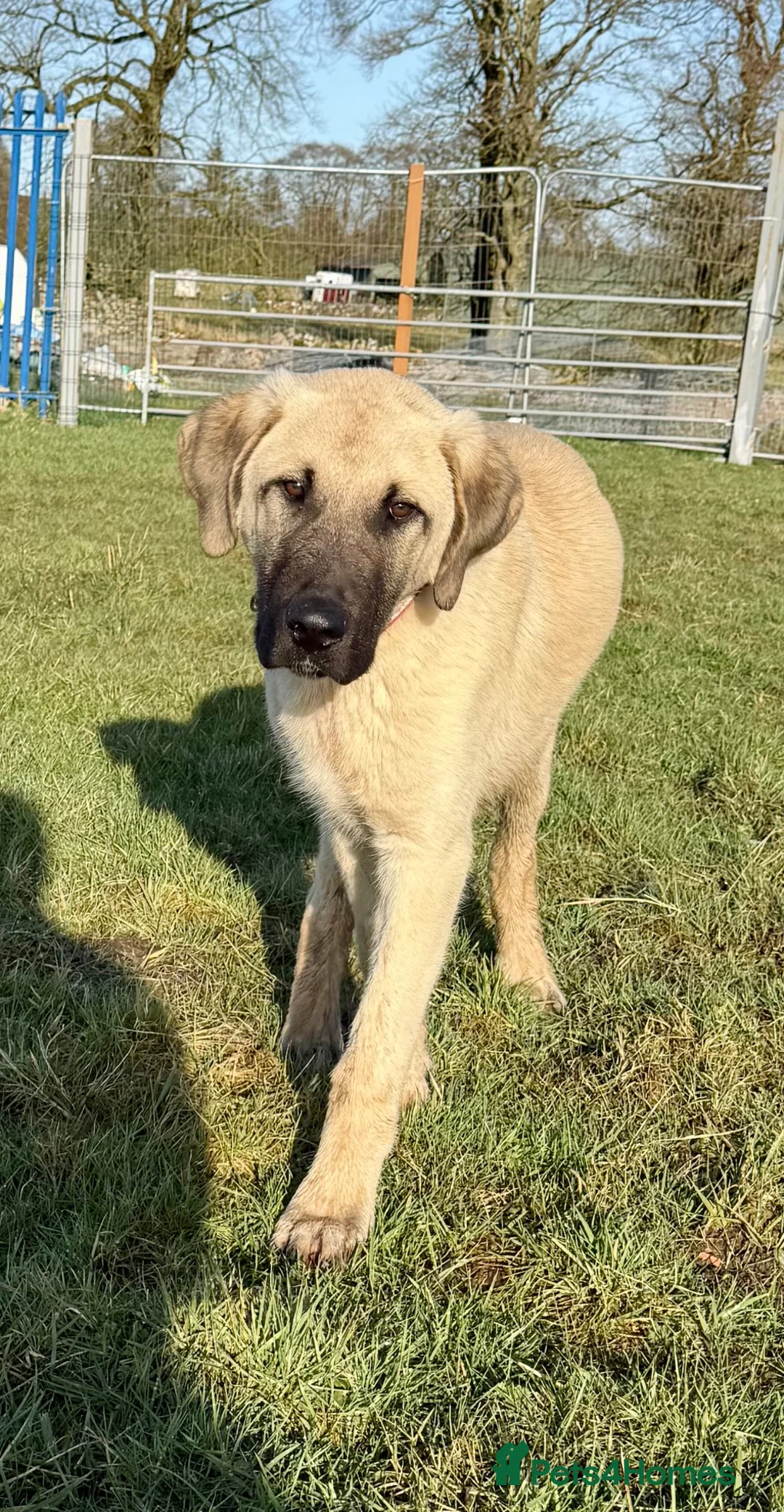 Turkish Kangal dogs for sale: Turkish Kangal ❤️Top of the Litter 🤩Pure Breed 🤩 - Advert 1