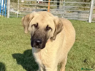 Turkish Kangal dogs Turkish Kangal ❤️Top of the Litter 🤩Pure Breed 🤩 - Advert 9
