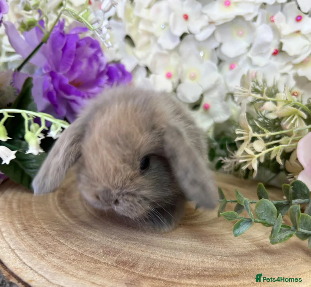 Mini Lop rabbits for sale: Mini Lop Bunnies - Advert 19