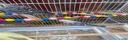 Budgerigars birds for sale: 4 budgies for sale 2 tamed  in Northampton - Advert 8