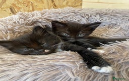 British Shorthair cats for sale: Two beautiful female kittens for sale  - Image 1