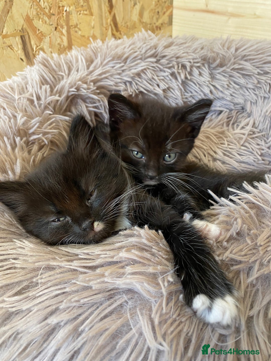 British Shorthair cats for sale: Two beautiful female kittens for sale  - Image 1