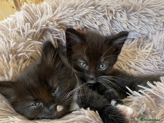 British Shorthair cats - Advert 6