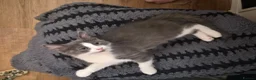 Mixed Breed cats for sale: 5 Gorgeous Grey Galoofs  - Advert 6