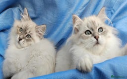 Siberian cats for sale: GCCF Registered Pure Siberian kittens For Sale.   - Image 13