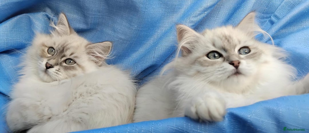 Siberian cats for sale: GCCF Registered Pure Siberian kittens For Sale.   - Image 13