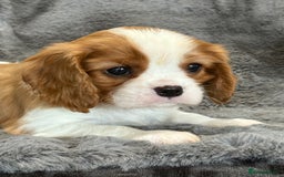 Cavalier King Charles Spaniel dogs for sale: Health Tested cavalier puppies  - Image 5