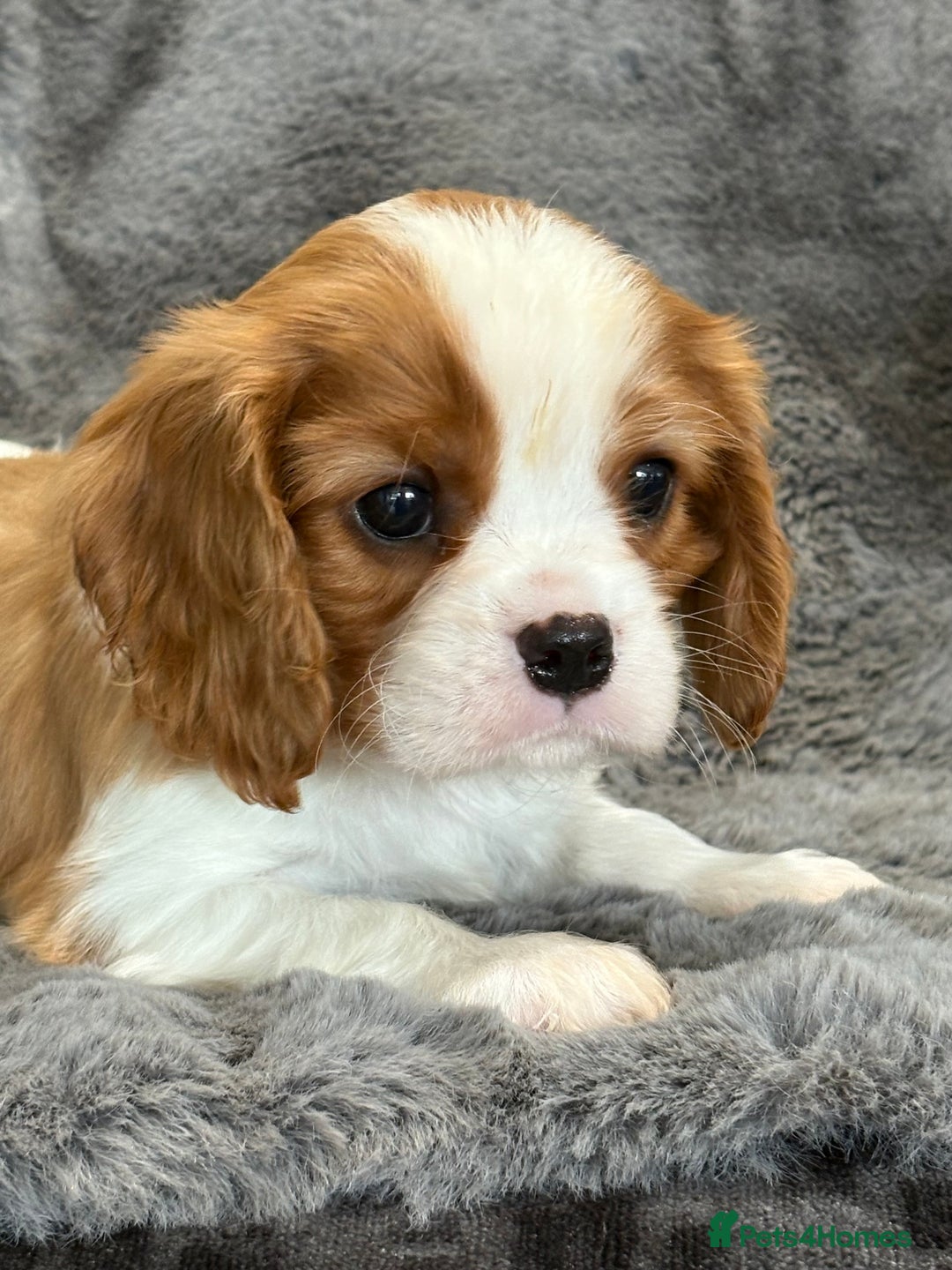 Cavalier King Charles Spaniel dogs for sale: Health Tested cavalier puppies  - Image 5