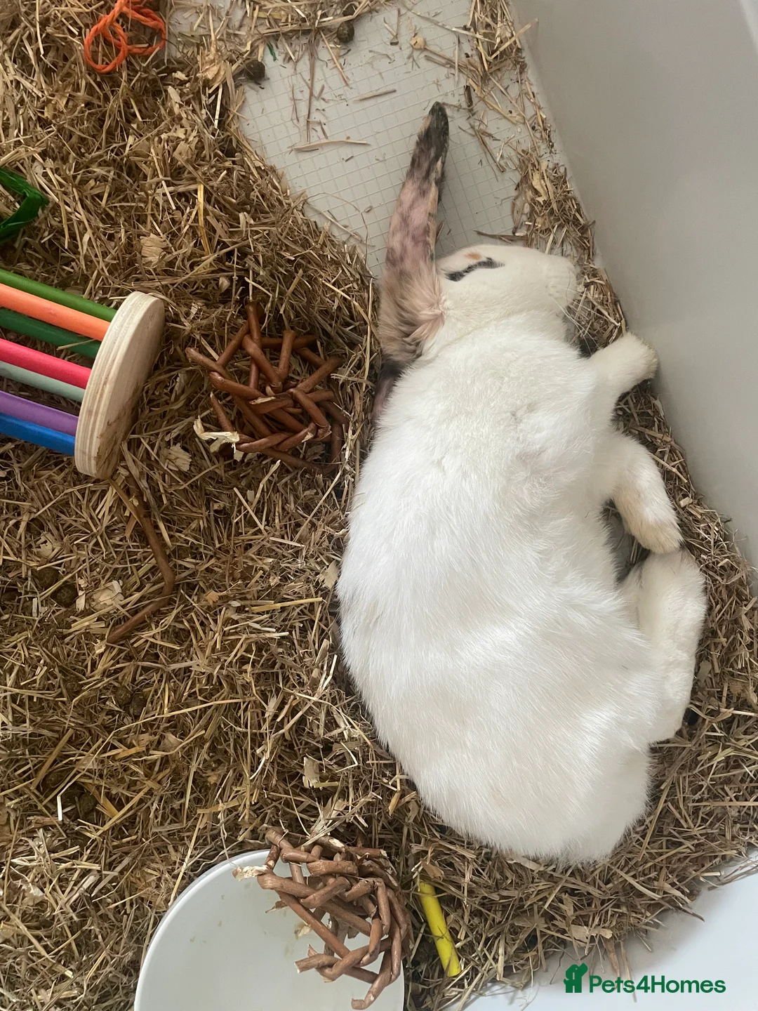 English Lop rabbits for sale: gorgeous white rabbit  - Advert 3