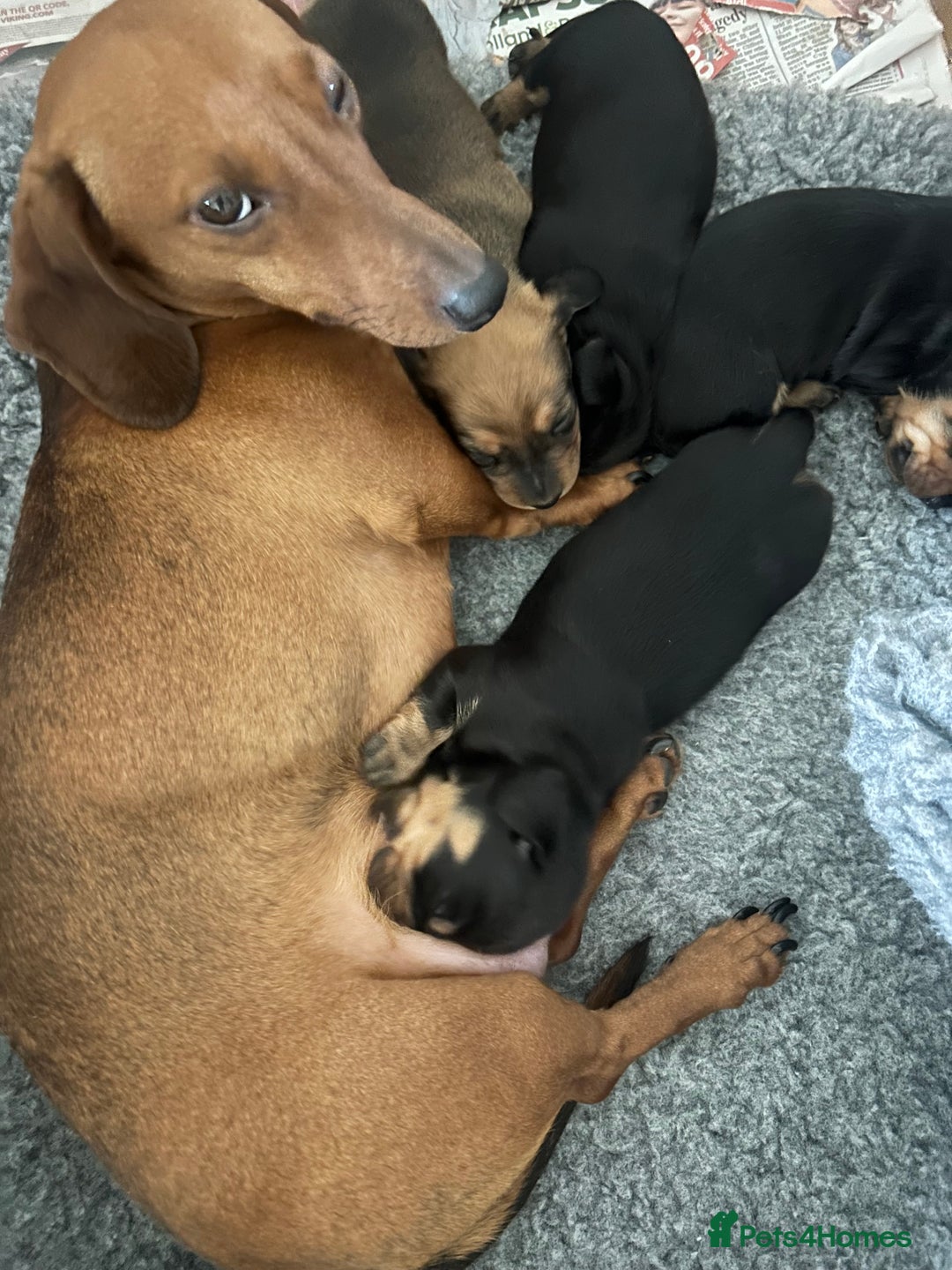 Miniature Dachshund dogs for sale: 3 black & tan boys - Advert 1