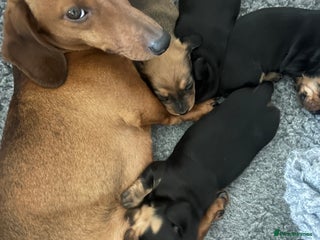 Miniature Dachshund dogs 3 black & tan boys - Advert 7
