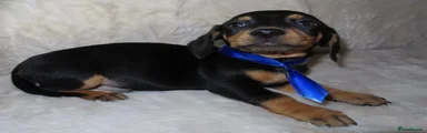 Dachshund 4