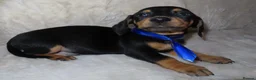 Dachshund dogs for sale: BEAUTIFUL DACHSHUND READY FOR FOREVER HOME!!! in Wolverhampton - Advert 20