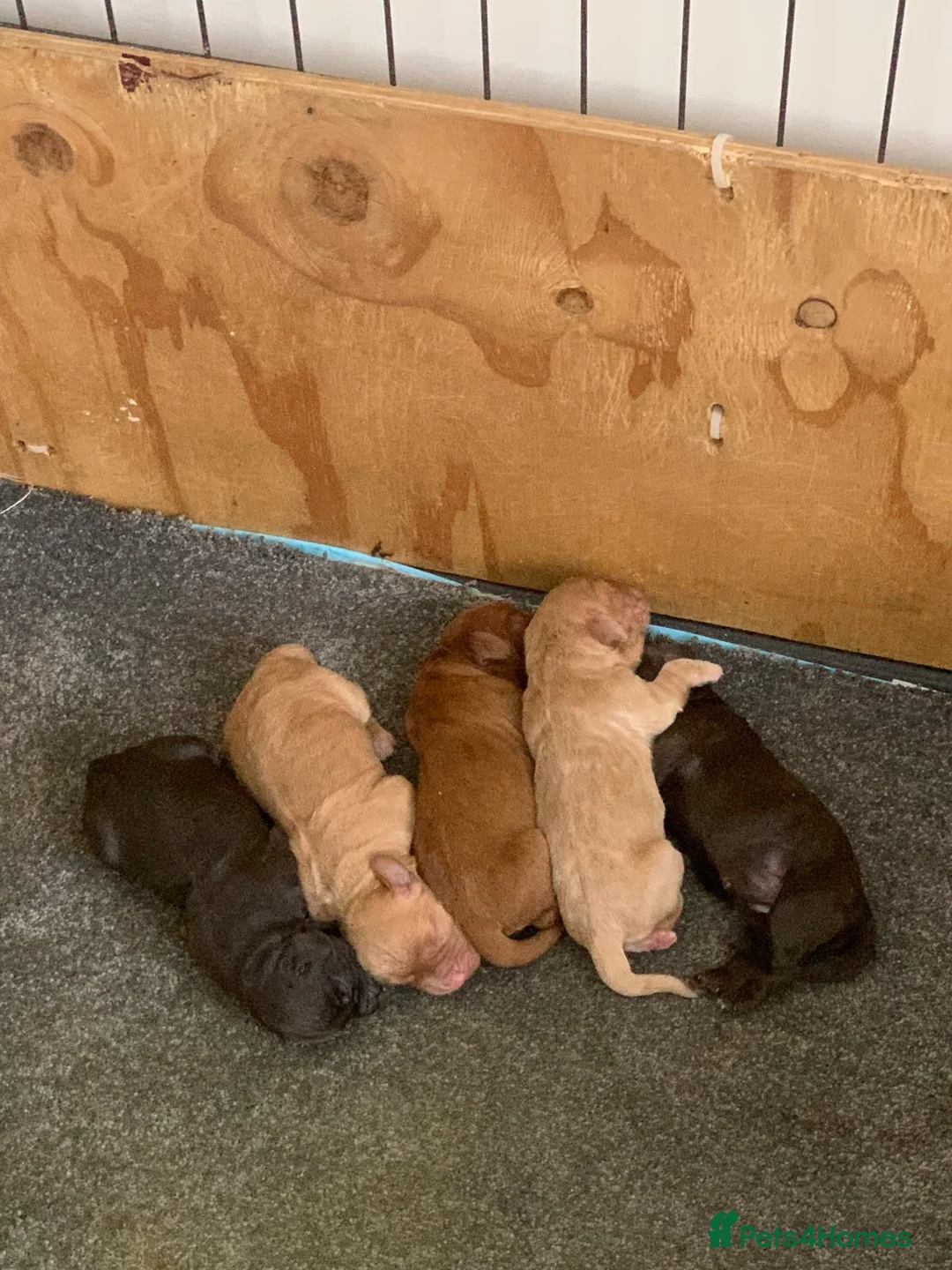 Cocker Spaniel dogs for sale: Kc registered working cocker spaniels - Advert 13