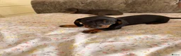 Miniature Dachshund dogs for sale:  Adorable Dachshund Puppies 🐶  - Advert 6