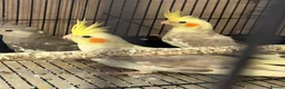 Cockatiels birds for sale: Young Cockatiels - Advert 9