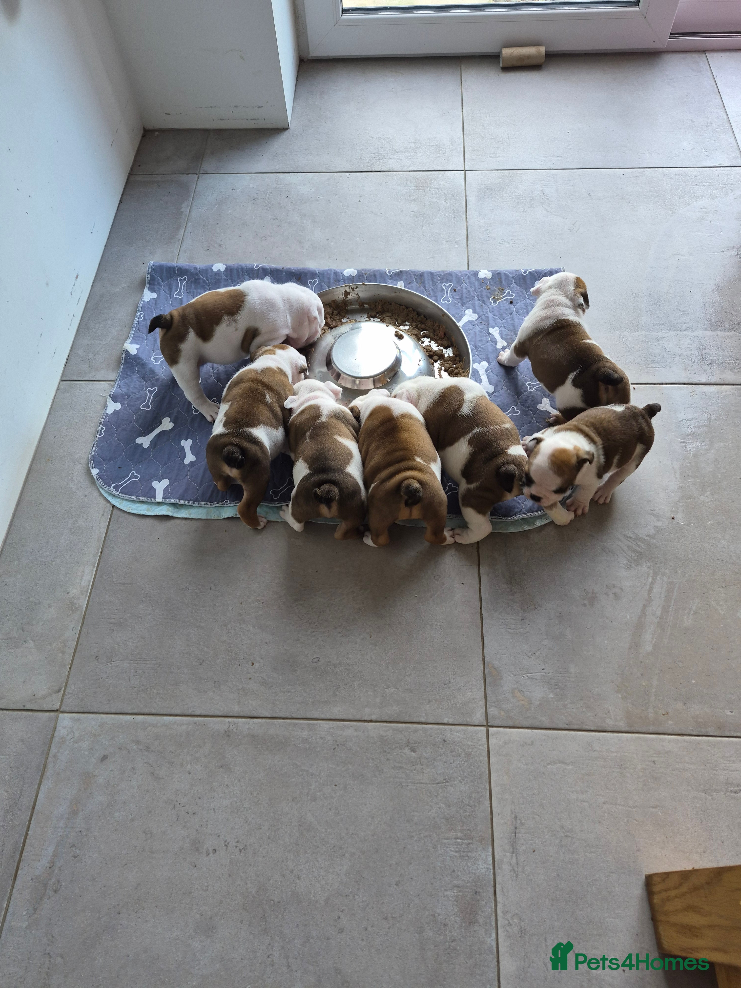 English Bulldog dogs quality kc standard bulldog babies - Advert 1