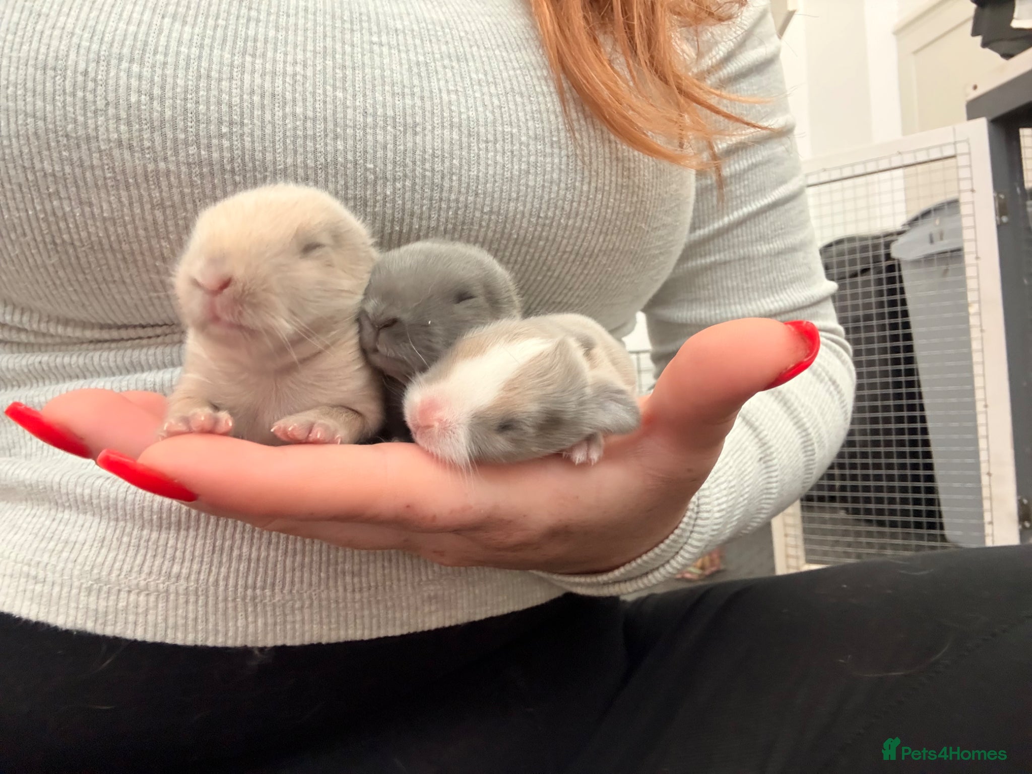Mini Lop rabbits Mini lops (ready to go 30th June)  - Advert 20