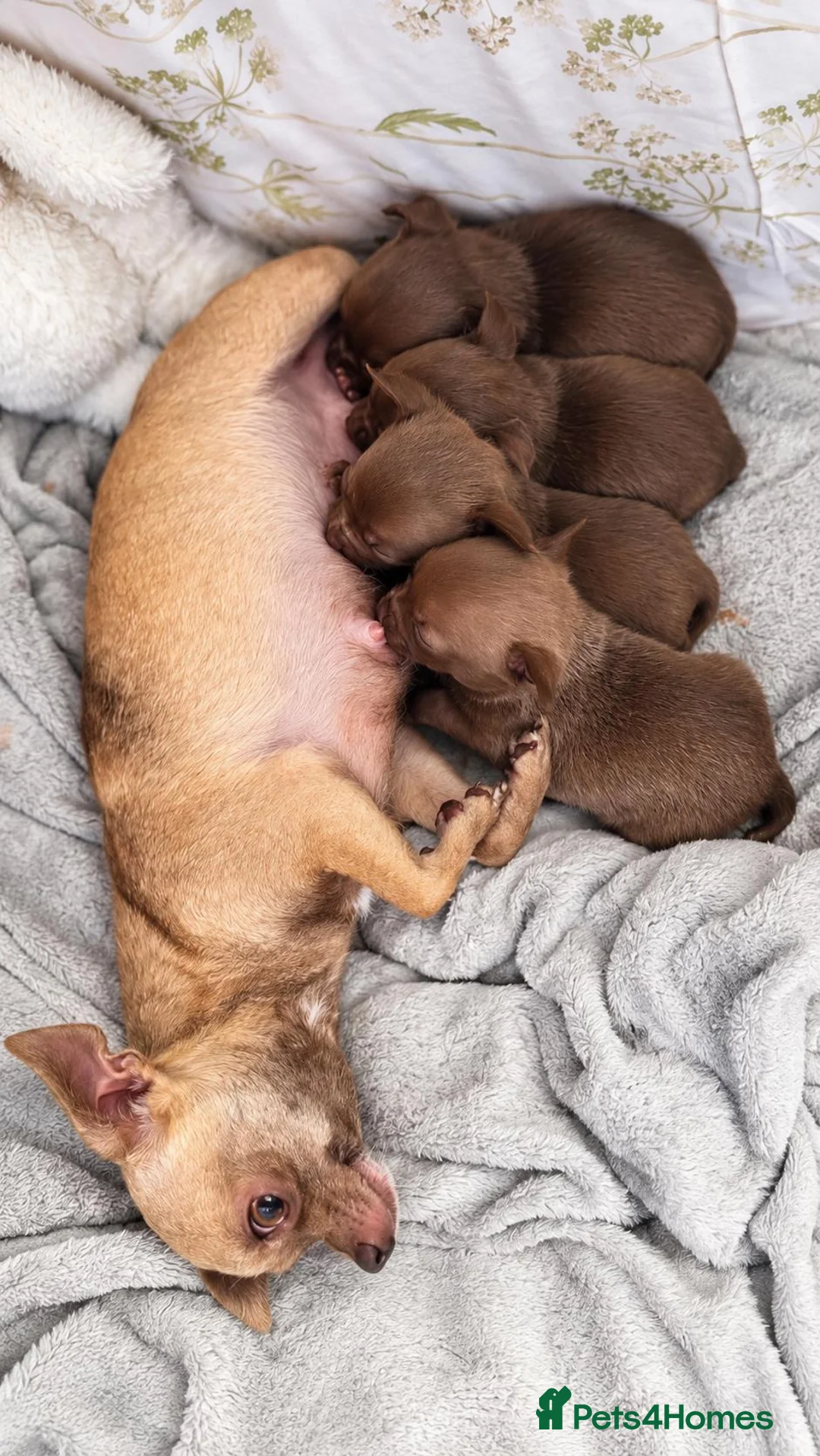 Chihuahua dogs for sale: Beautiful Chocolate Chihuahua Puppies 🐶❤️ - Advert 5