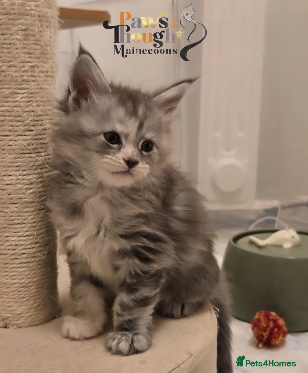 Maine Coon cats for sale: Stunning quality silver Tica Mainecoon kittens  - Advert 37