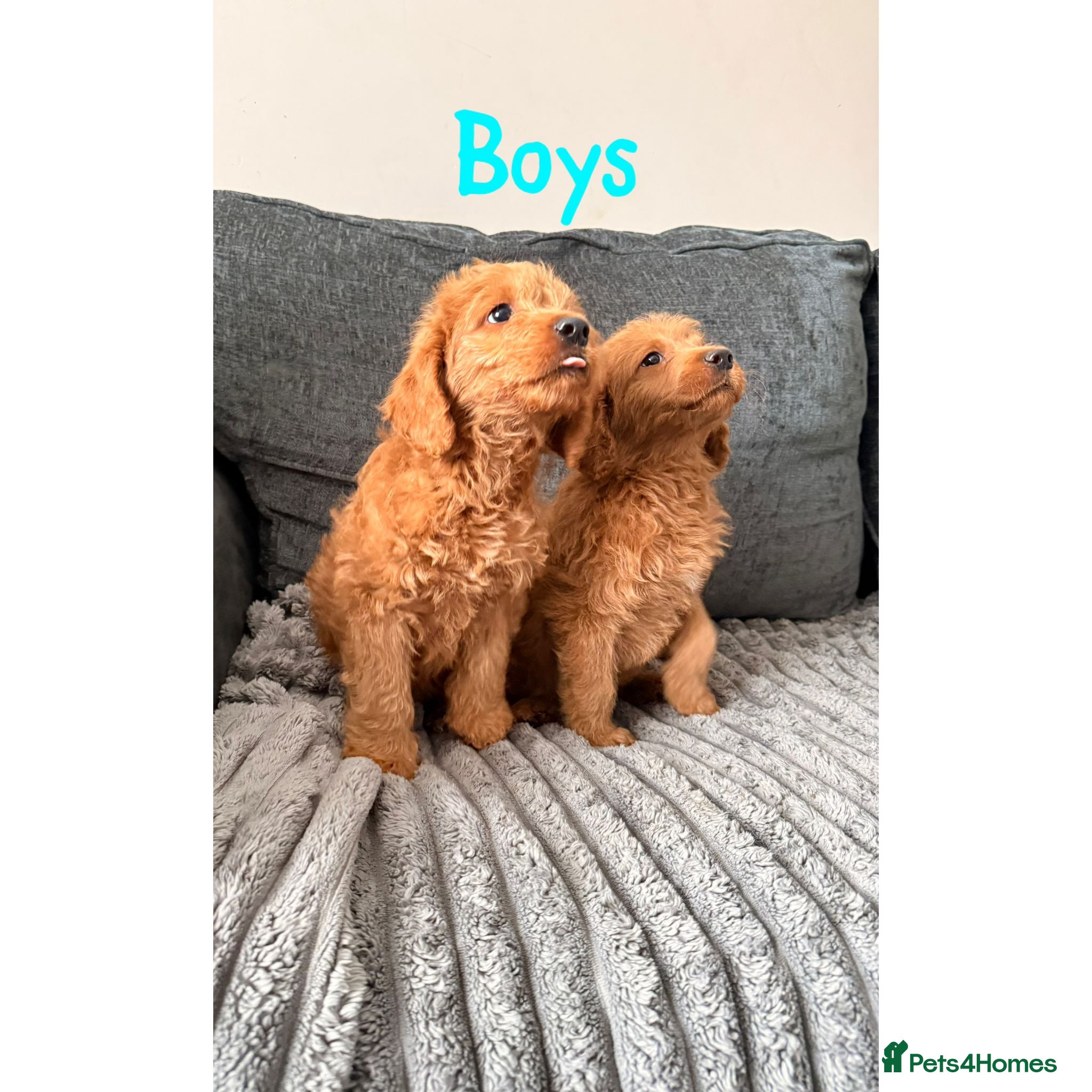 Labradoodle dogs 4 beautiful labradoodle puppys - Advert 1