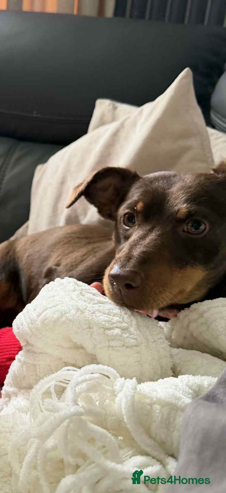 Jack Russell dogs Beautiful miniature chocolate&tan adult female.  - Advert 2