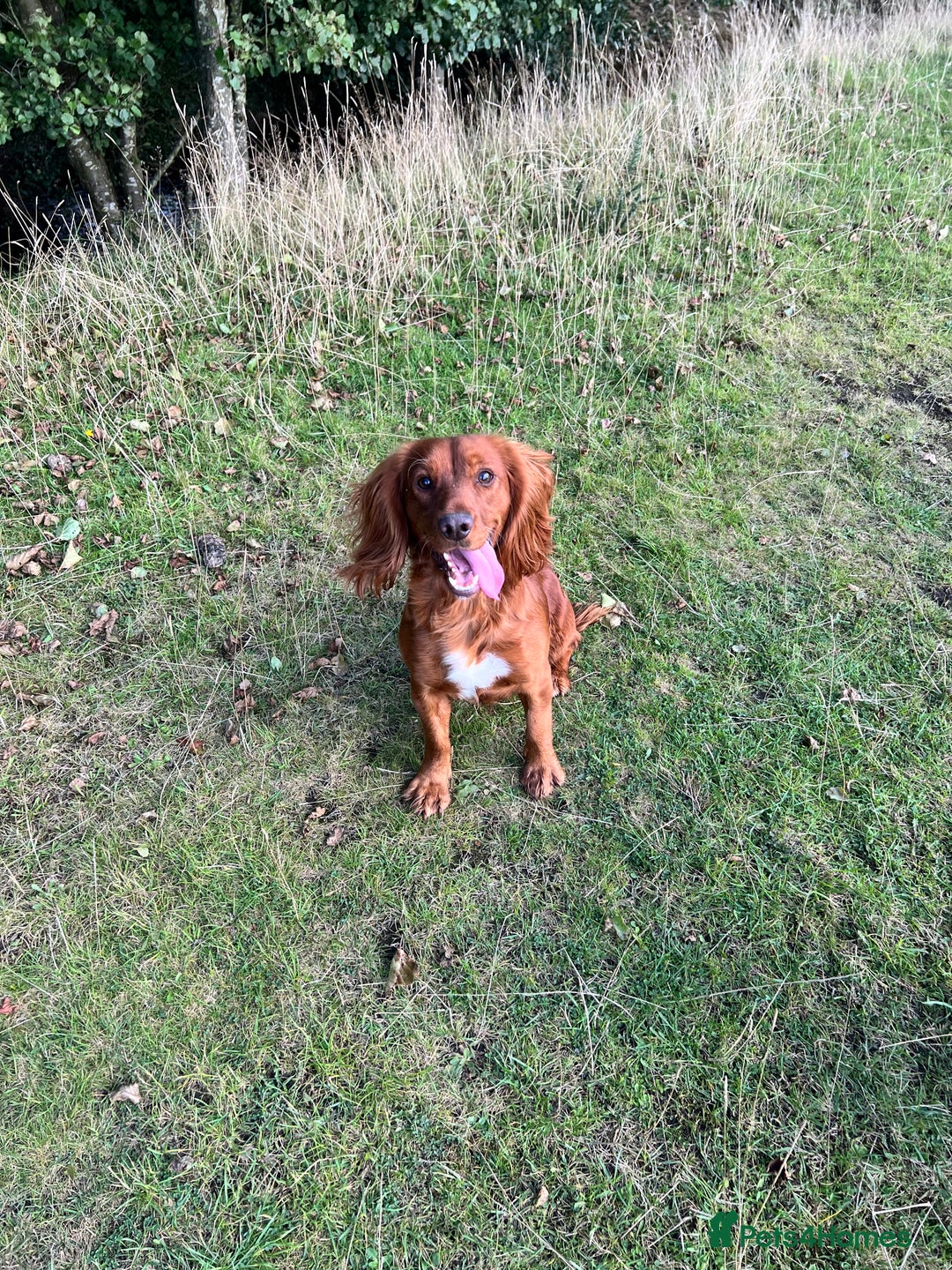 Cocker Spaniel dogs for sale: PEDIGREE WORKING COCKER SPANIEL PUPPIES  - Advert 4