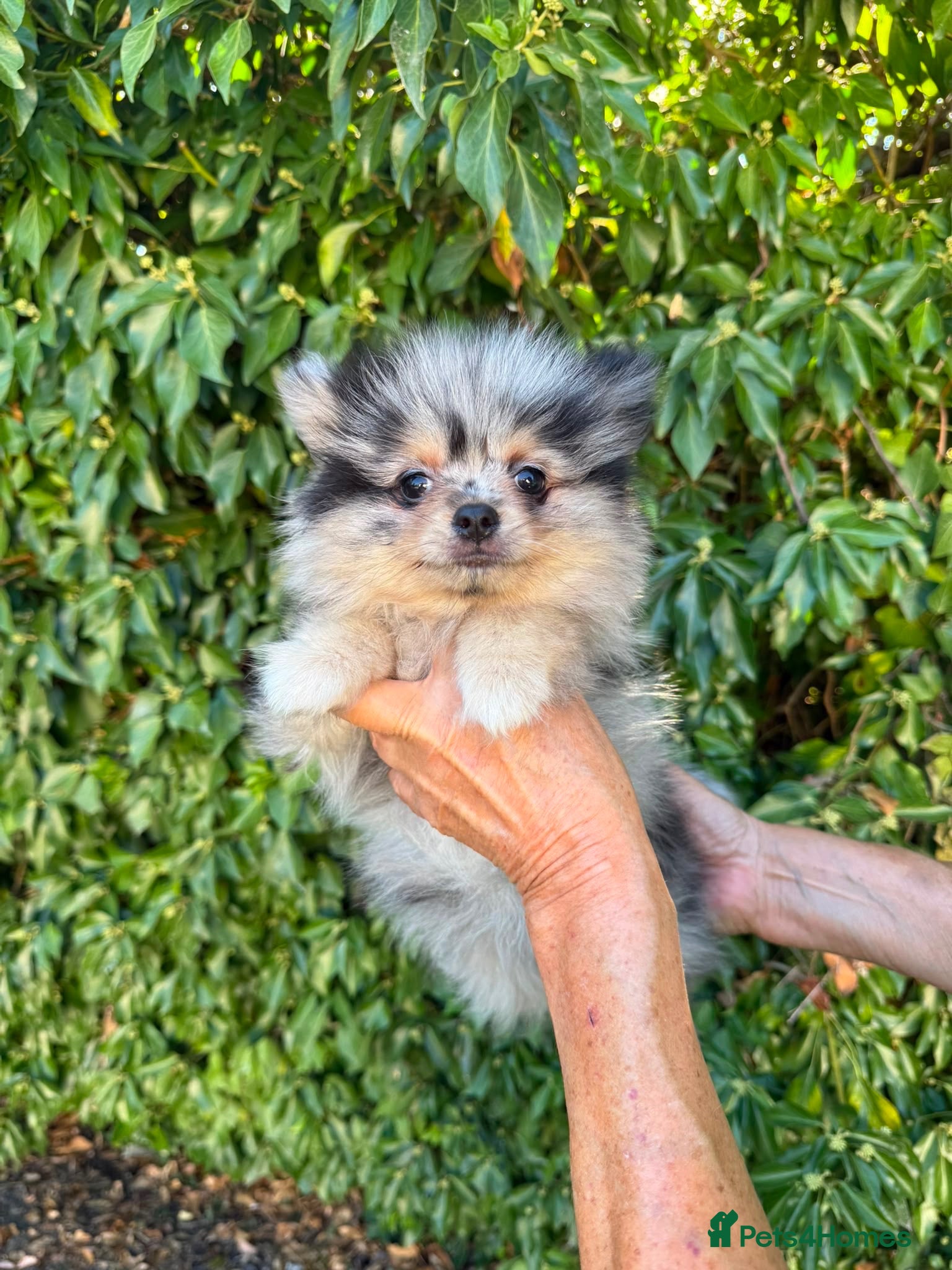 Pomeranian dogs Beautiful Pomeranian Puppies - Advert 1