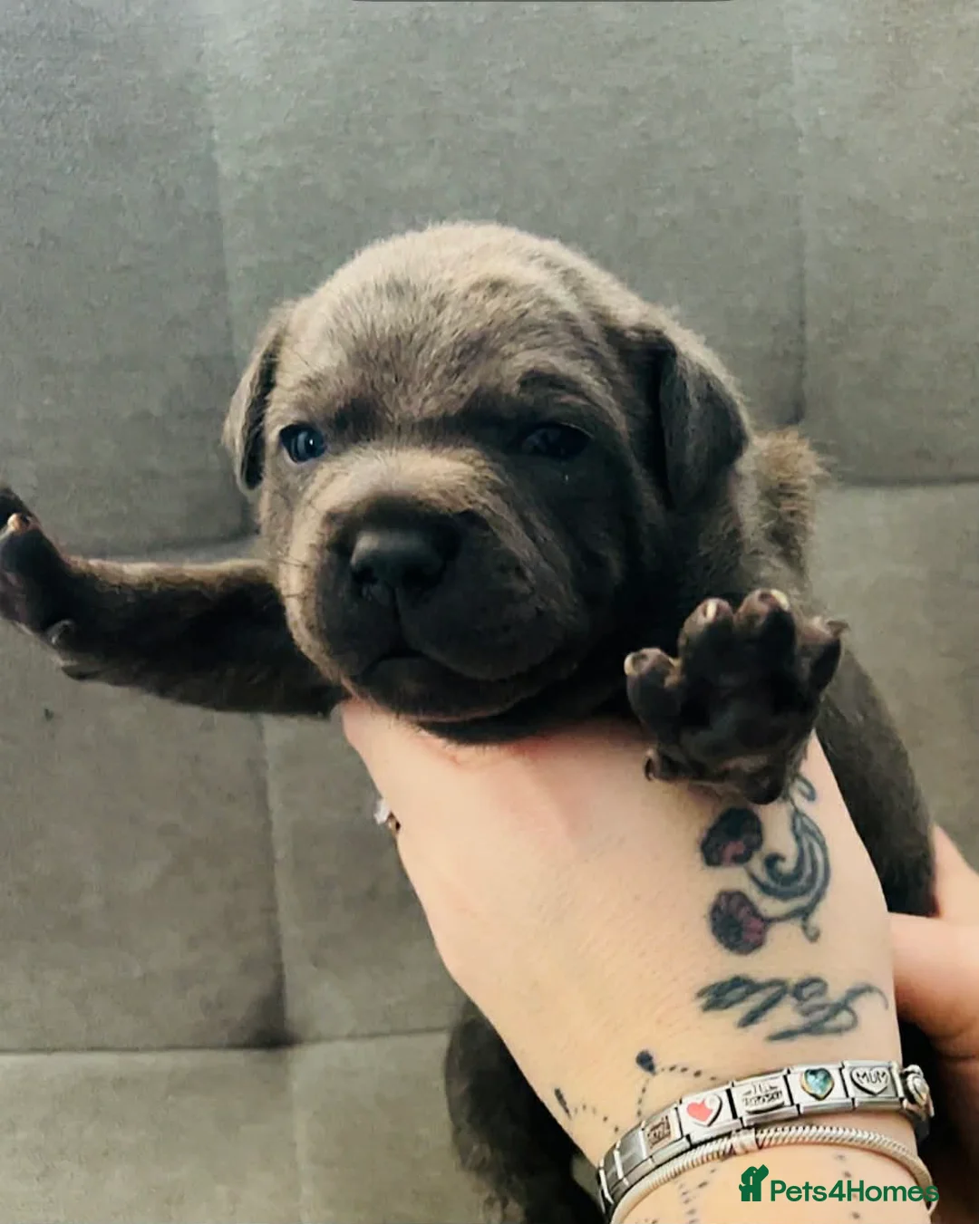 Staffordshire Bull Terrier dogs for sale: Staffordshire bull terrier pups  - Advert 3