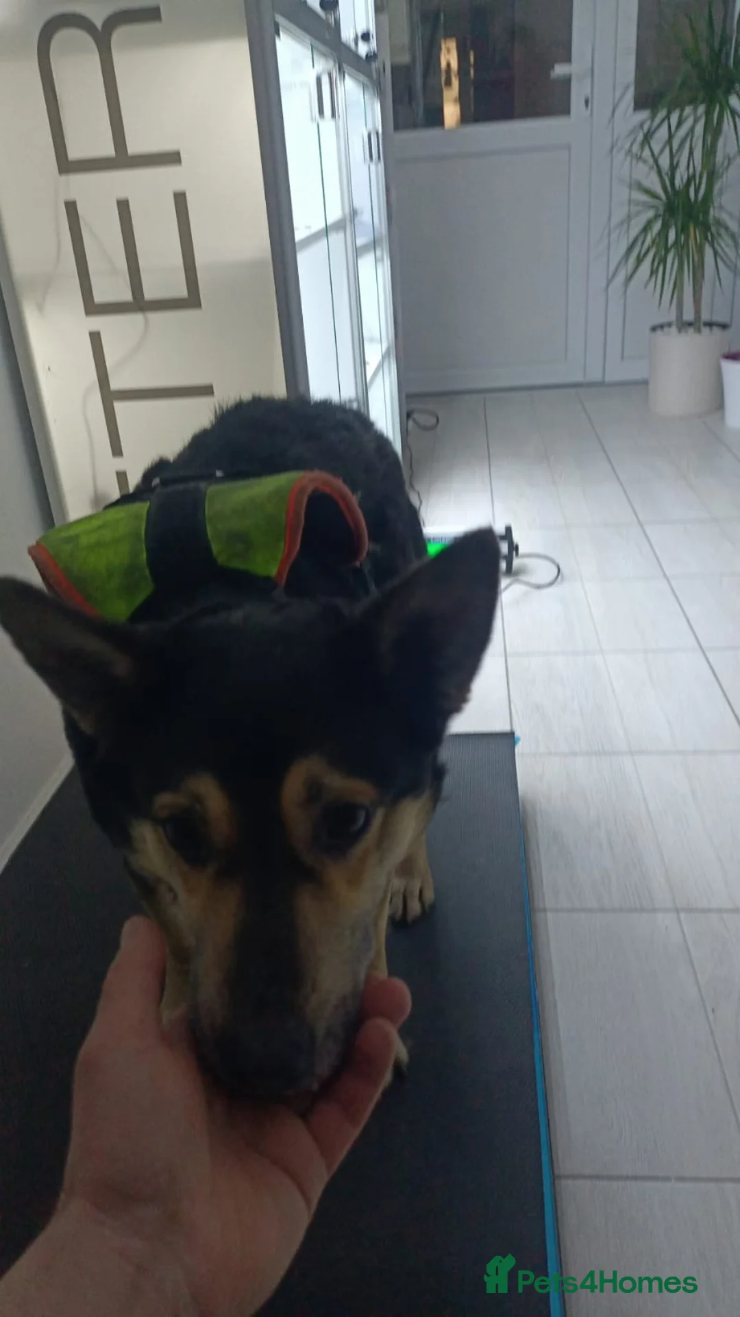 Mixed Breed dogs for adoption: 🐾CHARLIE & RUDY – a Bonded PAIR for a Loving HOME - Advert 2