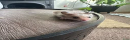 Hamster rodents for sale: Syrian hamster babies - Advert 4