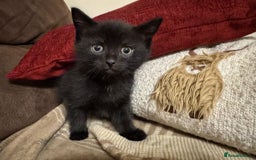 Mixed Breed cats for sale: Kittens for sale - ONLY 2 BLACK MALES REMAINING - Image 7