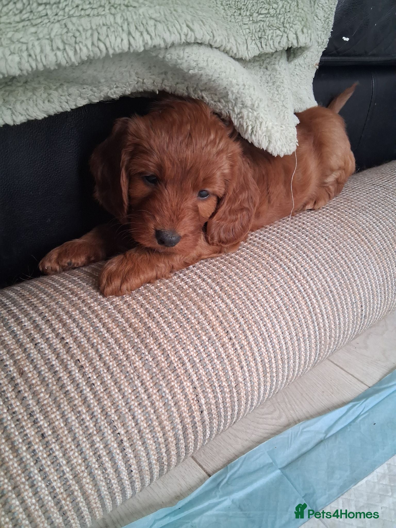 Cockapoo dogs Lady cockerpoos  - Advert 2