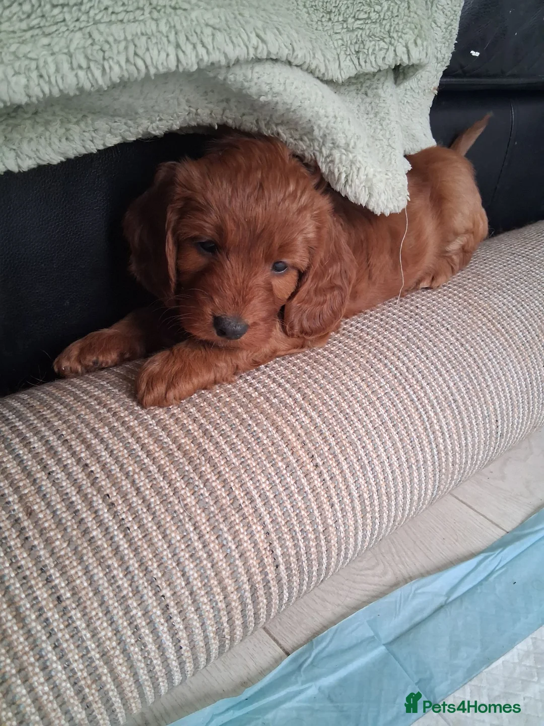 Cockapoo dogs for sale: Lady cockerpoos  - Advert 2