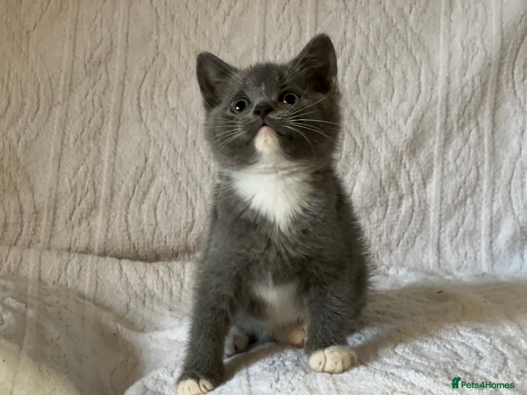 British Shorthair cats for sale: British shorthair kittens  - Image 10