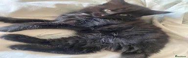 Mixed Breed 1
