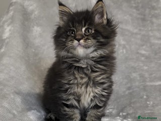 Maine Coon cats Gorgeous Maine Coon boy - Advert 11