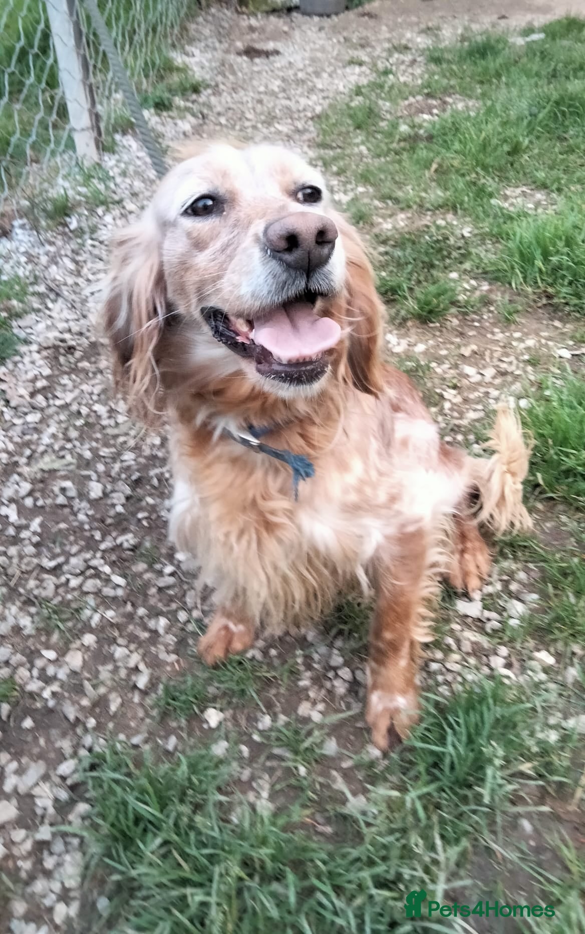 English Setter dogs Checa in Brentford - Advert 3