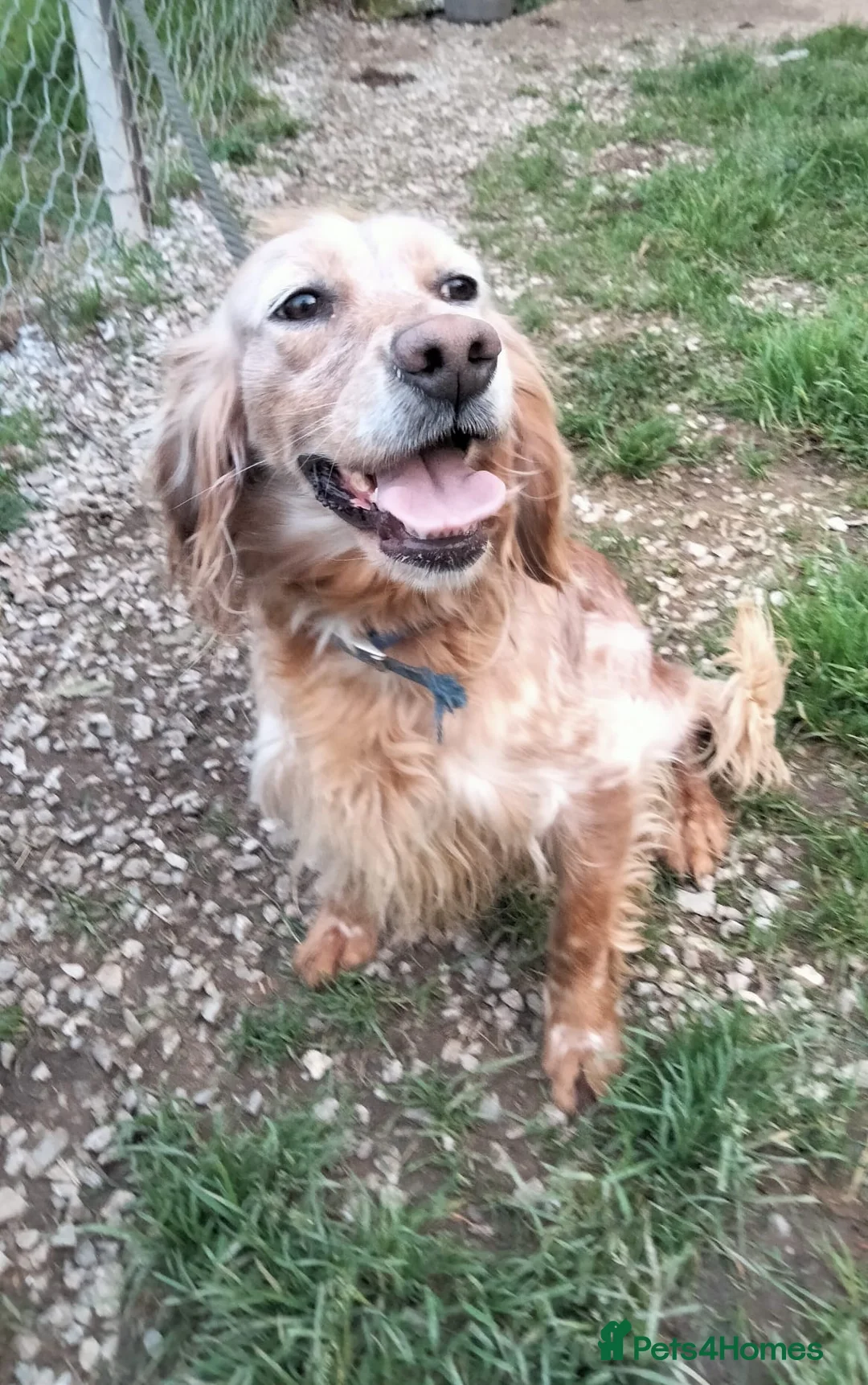English Setter dogs for adoption: Checa in Brentford - Advert 1