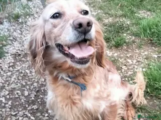 English Setter dogs Checa in Brentford - Advert 3