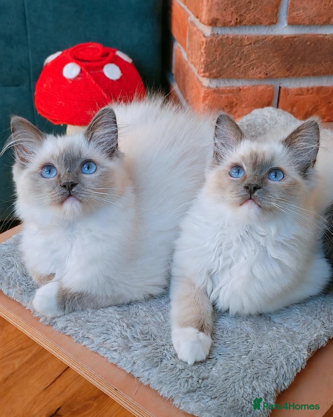 Ragdoll cats Raised with Love, ready for forever homes 🏠❤️ - Advert 5