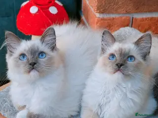 Ragdoll cats Raised with Love, ready for forever homes 🏠❤️ - Advert 5