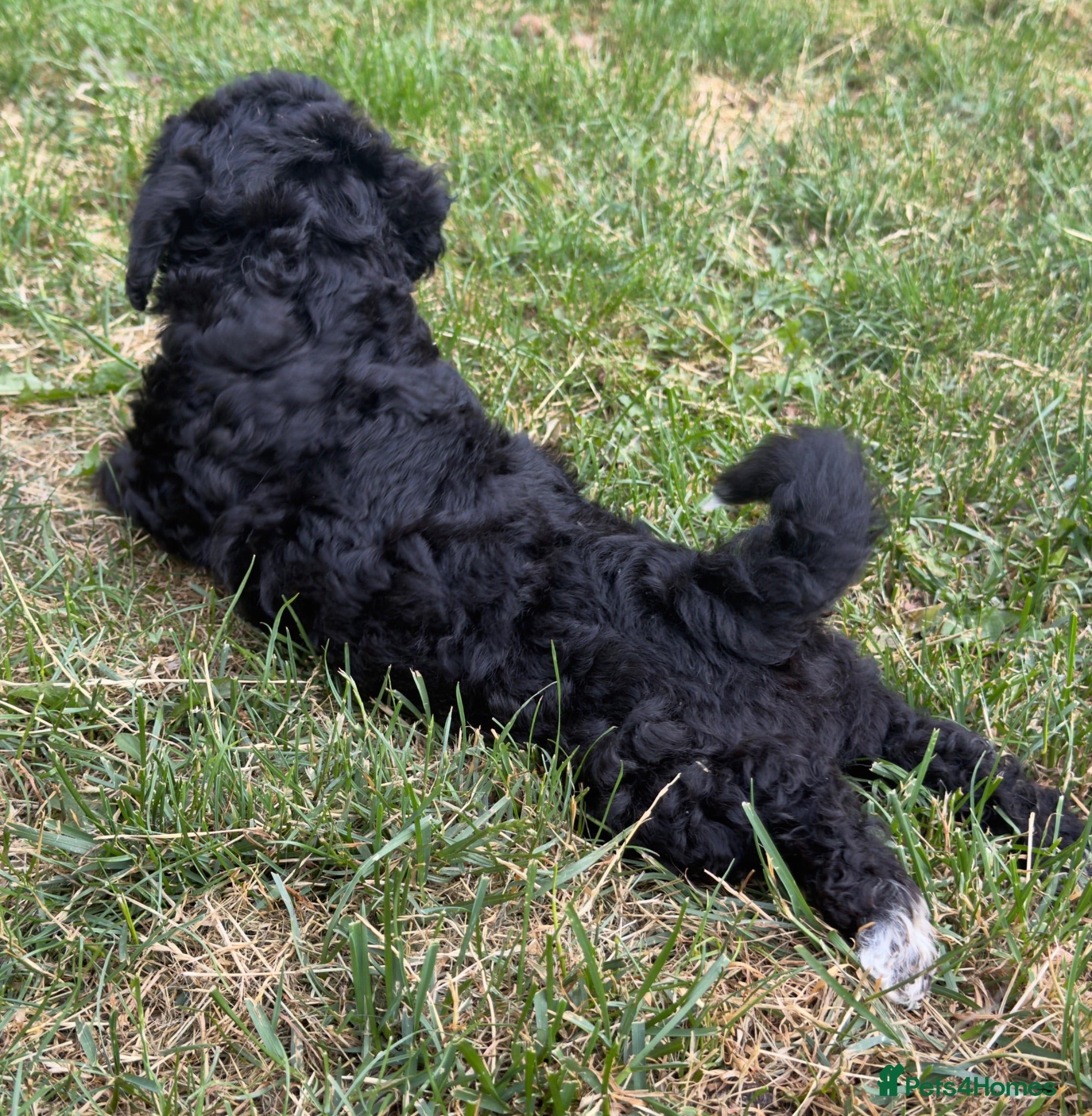 Poochon dogs 4 beautiful poochon puppys for sale  - Advert 2