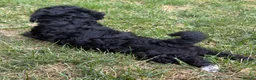 Poochon dogs for sale: 2 beautiful poochon puppys black n white for sale  - Advert 16