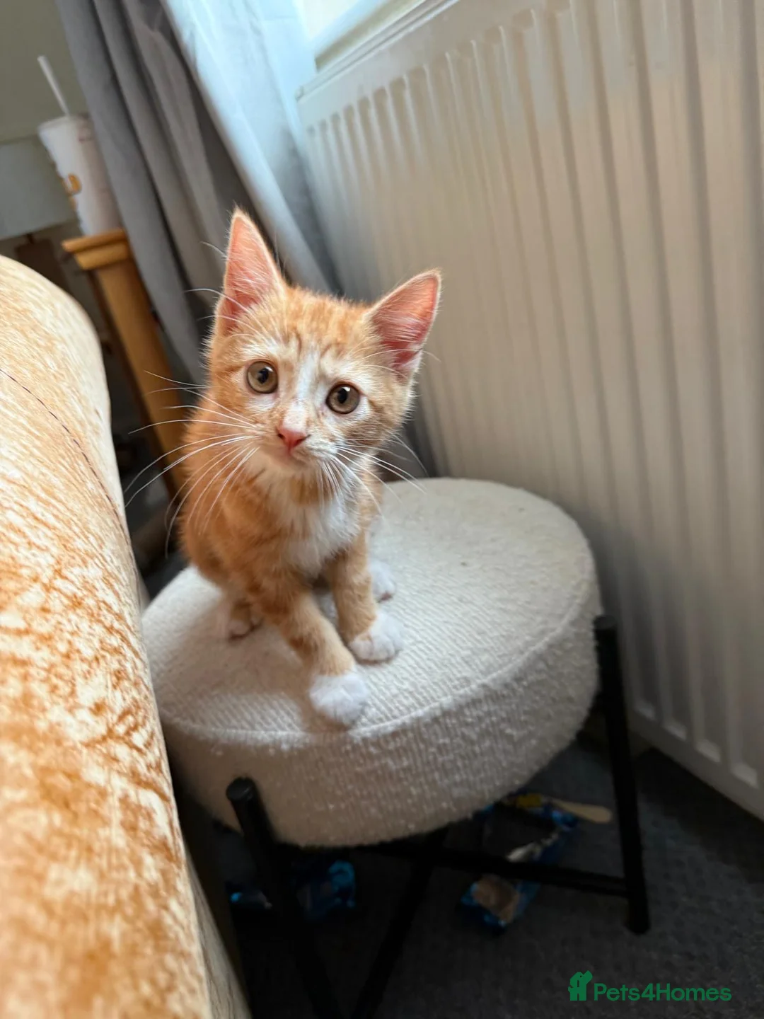 Mixed Breed cats for sale: 9 Week old Ginger Female Kitten - Advert 1