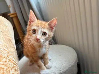Mixed Breed cats 9 Week old Ginger Female Kitten - Advert 1