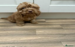 Cockapoo dogs for sale: Rehomed biscuits looking for 5*home - Image 6