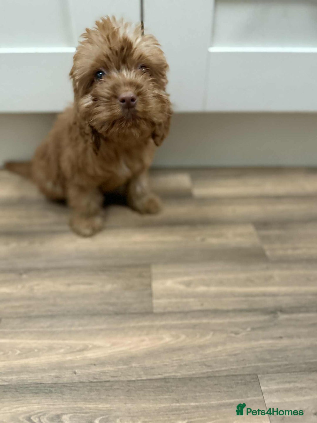 Cockapoo dogs for sale: Rehomed biscuits looking for 5*home - Image 6
