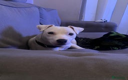 Jack Russell dogs for sale: Casper - Image 1