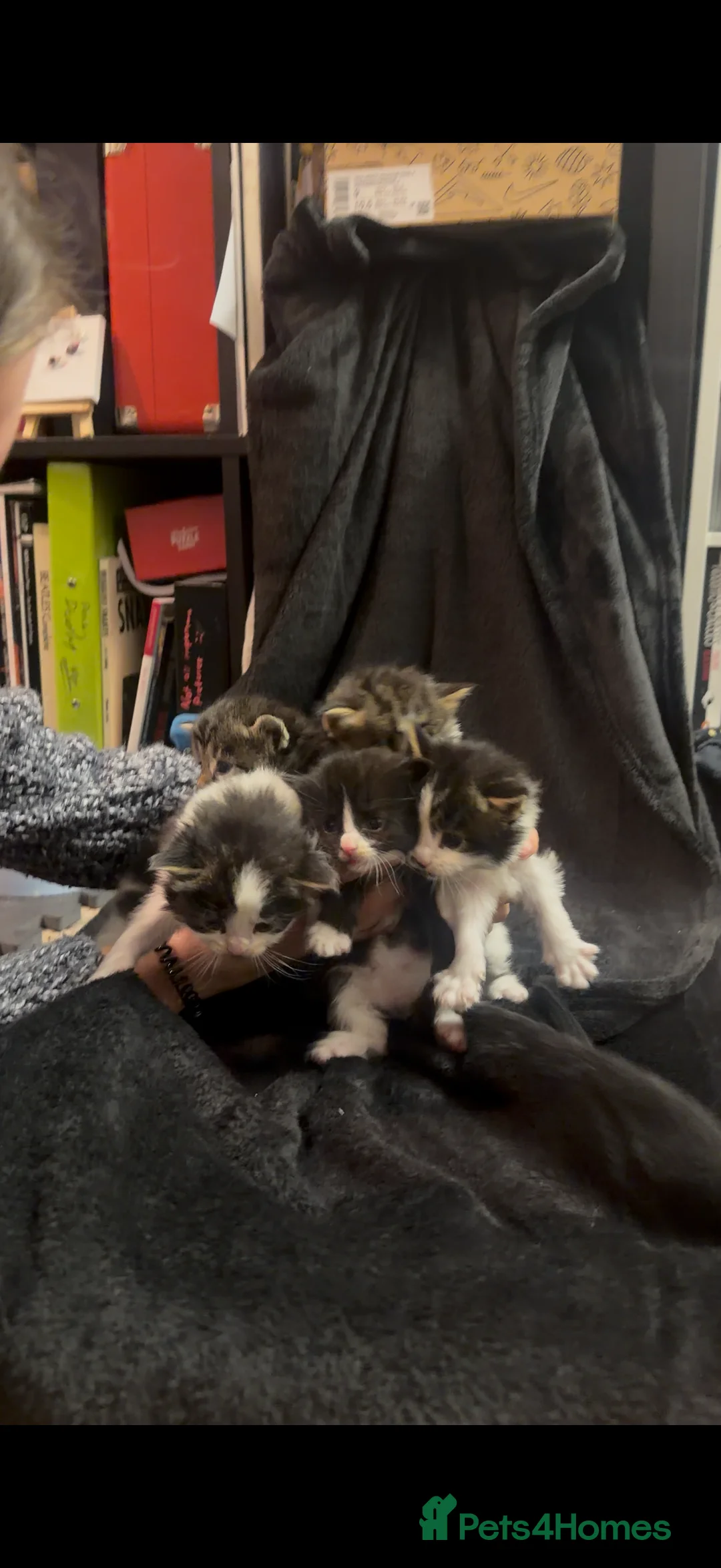 Maine Coon cats for sale: Maine Coon X Kittens - Advert 1